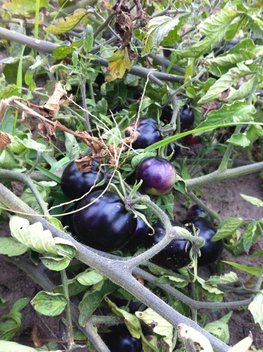 Waterfront Wines Gallery: Fresh Local Ingredients