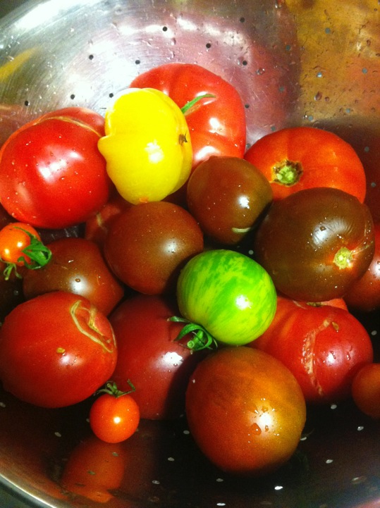 Waterfront Wines Gallery: Fresh organic tomatoes